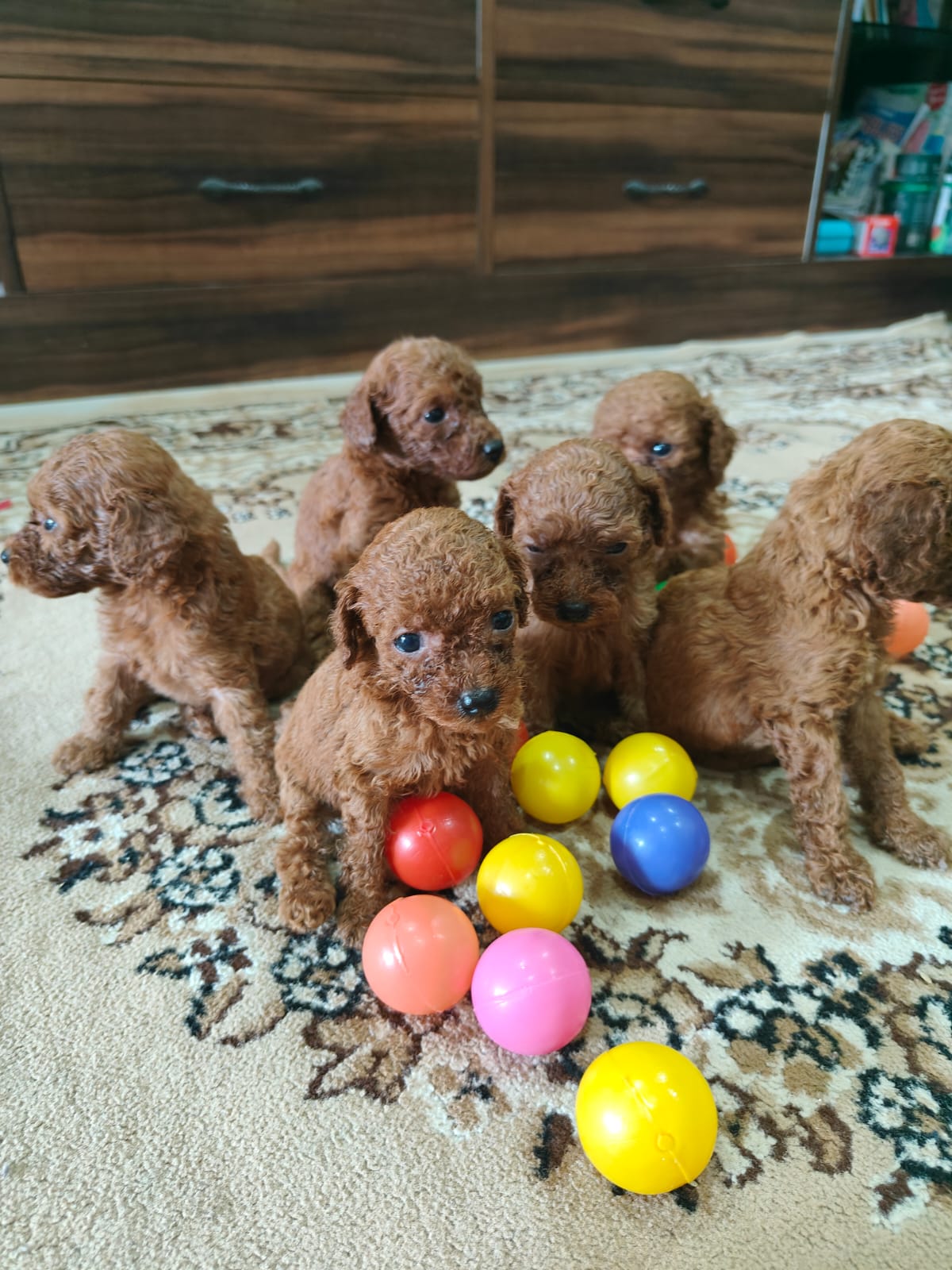 cute poodle pups